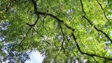 Arkanı dön ve parlak yaprakları ve koyu dalları olan ağaç taçlarına bak. Sonbahar ormanlarında yukarı doğru dönüyorlar. Rahatlatıcı bir atmosferi var.