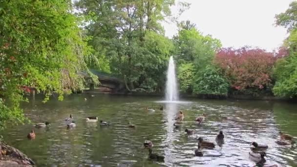 Parque Público Urbano Con Estanque Idílico Otoño Con Sol Reflejos — Vídeos de Stock