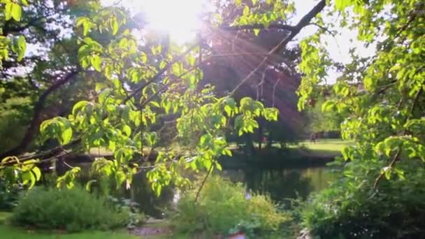 Városi Park Idilli Ősszel Napsütéssel Gondolatok Víz Felszínén Úszókacsák Vízi — Stock videók