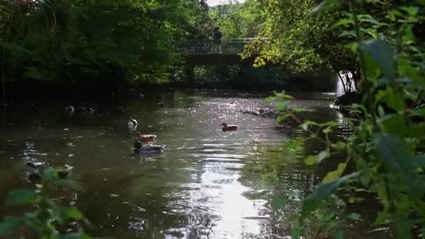 Městský Veřejný Park Idylickým Rybníkem Podzim Slunečním Svitem Odrazy Vodní — Stock video