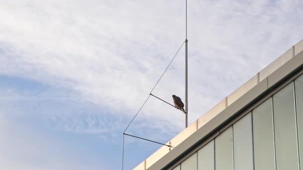 Attenta Caccia Falco Cerca Prede Come Topi Conigli Seduti Guardare — Video Stock