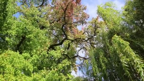 Ommekeer Kijken Boom Kronen Met Helder Gebladerte Donkere Takken Spinnen — Stockvideo