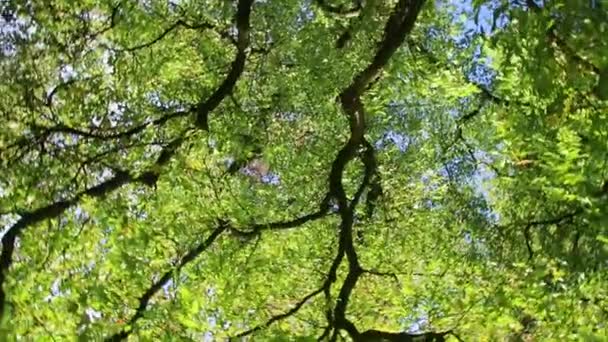 Otočit Pohled Koruny Stromů Jasným Listím Tmavými Větvemi Spinning Otáčení — Stock video