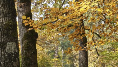 Konumu Krasnodar Bölgesi, Tuapse şehrinin alanı. Sonbahar yürümek ve dinlenmek için harika bir zamandır. Doğayı düşünmek zevk verir.. 