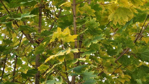 Rusya Adygea Cumhuriyeti Kamennomostsky Köyünün Çevresi Yılın Her Zamanında Yürüyüş — Stok fotoğraf