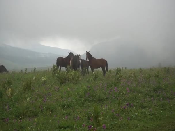 Jedno Najpiękniejszych Miejsc Górzystej Republice Kaukazu Adygei Gdzie Stado Koni — Wideo stockowe