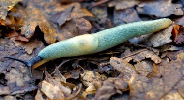 Rusya, Adygea Cumhuriyeti, Kamennomostsky köyünün çevresi. Yılın her zamanında yürüyüş için en güzel yerlerden birisidir. Kuzey Kafkasya. 