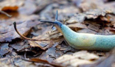 Rusya, Adygea Cumhuriyeti, Kamennomostsky köyünün çevresi. Yılın her zamanında yürüyüş için en güzel yerlerden birisidir. Kuzey Kafkasya. 