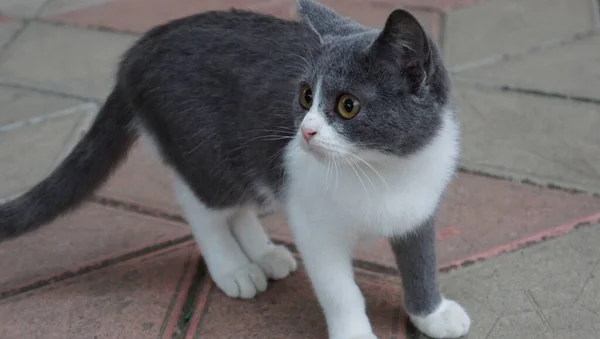 Gatti Gatti Sono Uno Degli Animali Domestici Comuni Molti Popoli — Foto Stock