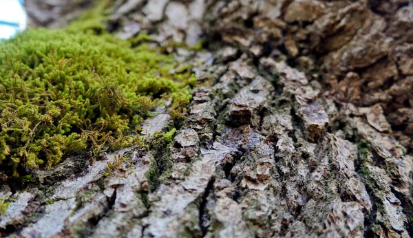 Läge Ryssland Republiken Adygea Närheten Byn Kamennomostsky Vackraste Platserna För — Stockfoto