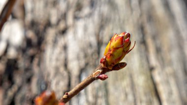 Rusya, Adygea Cumhuriyeti, Kamennomostsky köyünün çevresi. Yılın her zamanında yürüyüş için en güzel yerlerden birisidir. Kuzey Kafkasya. 