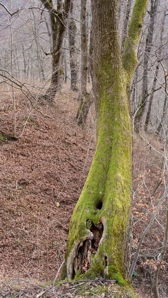 Emplacement Russie République Adygea Proximité Village Kamennomostsky Des Beaux Endroits — Photo