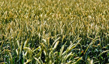 Rusya, Krasnodar Bölgesi. Güney 'in en çok tahıl yetiştiren bölgelerinden biri. Yüksek tarım kültürü olan bir bölge. 