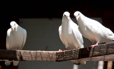 Krasnodar Bölgesi, Dinskoy Bölgesi. Aile için dinlenme yeri çiftliktir.