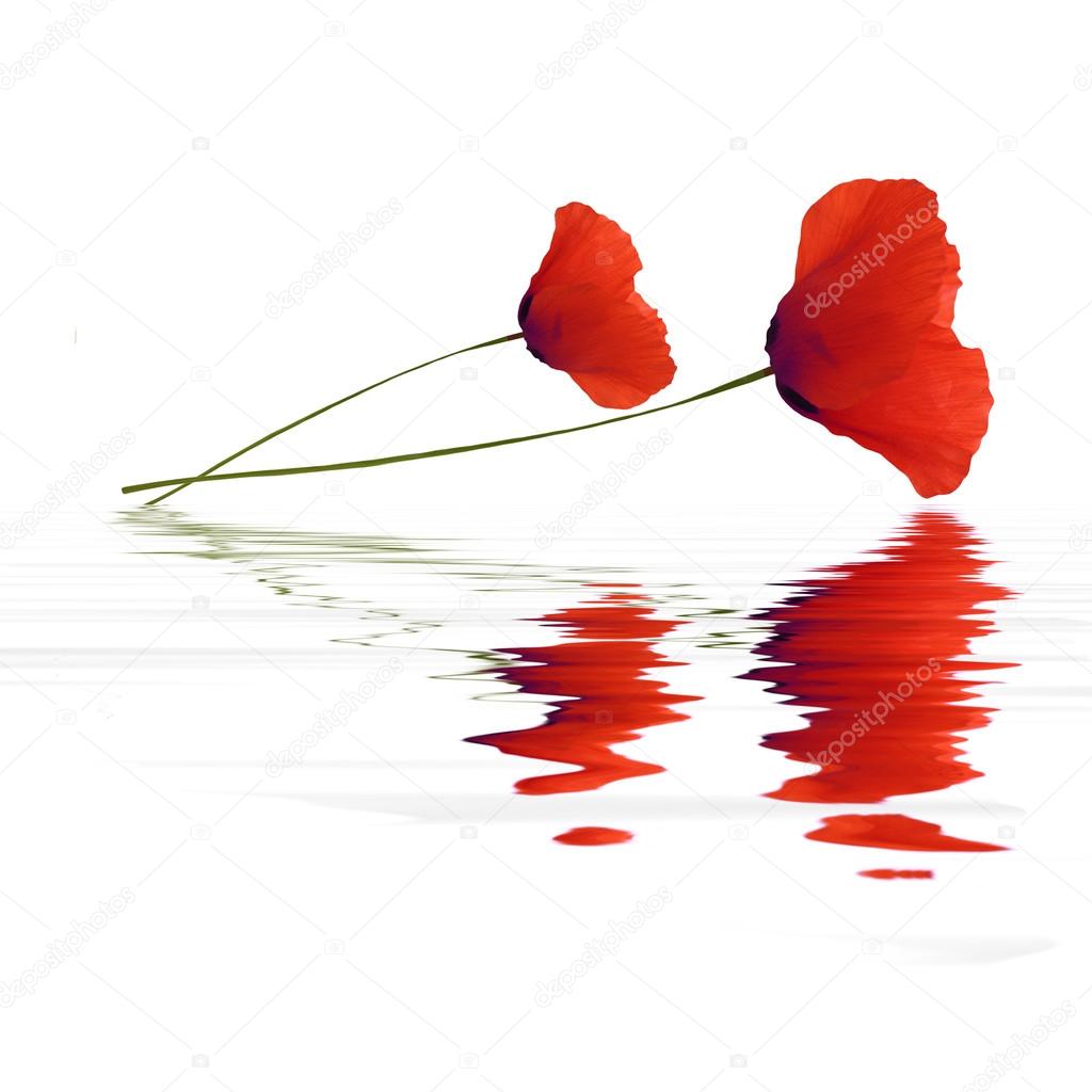 Poppies with reflections on water