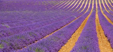Provence lavanta