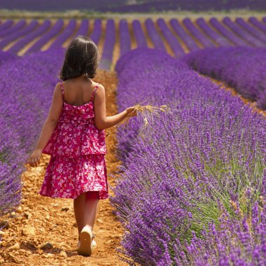 Güney Fransa 'da Provence