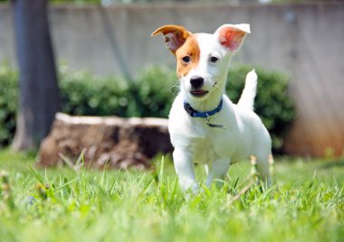 Jack Russel