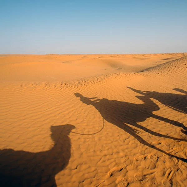 Sahara desert — Stock Photo, Image