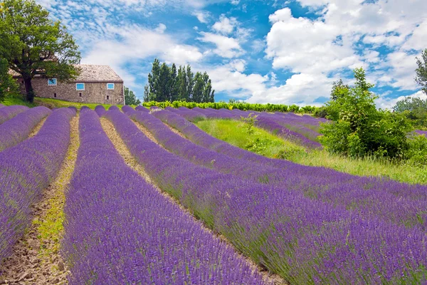 Lavendel in de provence — Stockfoto