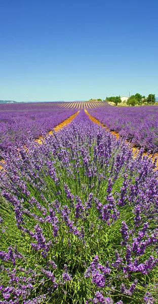 Lavendel i provence — Stockfoto