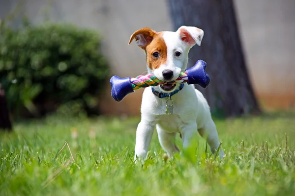 Jack Russel
