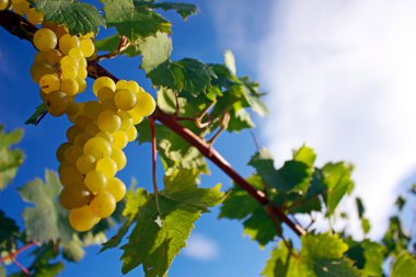 Fransa'nın Güney Muscat