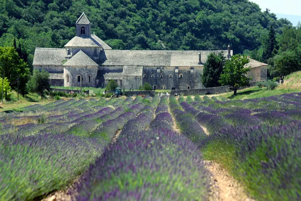 Abbaye de Senanque — Photo