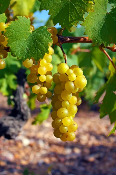 Muscat in het zuiden van Frankrijk — Stockfoto