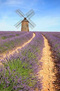 Fransa - valensole - lavandes