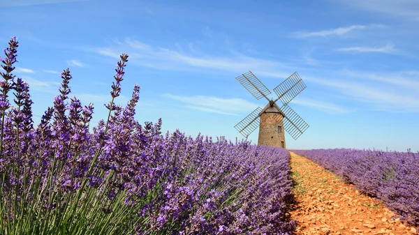 Francja - valensole - lavandes — Zdjęcie stockowe