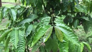 Çok gür ve yeşil kahve bitkilerinin görüntüsü.