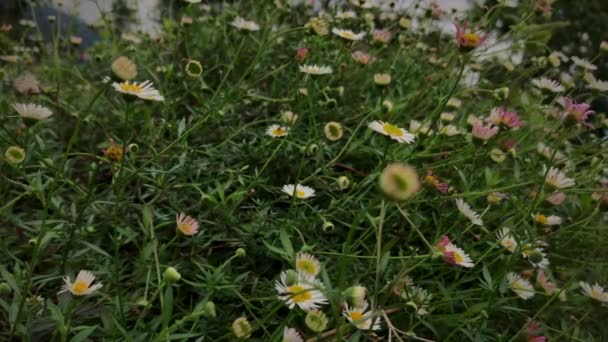 Montón Pequeñas Imágenes Flores Para Relajación — Vídeo de stock