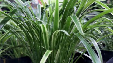 Cyperus rotundus (Hindistan çimi, Java çimi, fındık çimi, mor fındık seti, mor fındık seti, kızıl fındık seti, Khmer kravanh chruk, rumput teki) doğal arka planı ile beslenir. Cyperus rotundus çok yıllık bir bitkidir..