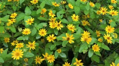 Meksika ayçiçeği (tithonia diversifolia) çok fazla. Ayrıca, diyabet için bitkisel ilaç olarak da kullanılır..