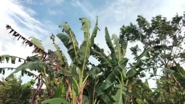 Banánový Strom Větru Bílými Mraky Pozadí — Stock video