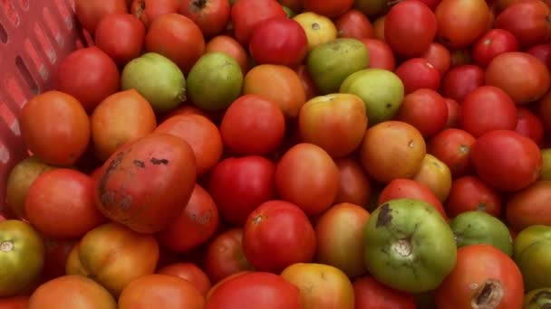 篮子里西红柿的录像镜头 — 图库视频影像