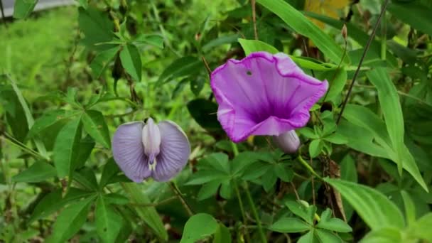 イポモエア カイリカ 朝紫金色の花 イポモエア カイリカ 鮮やかな色の花 — ストック動画