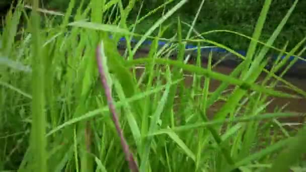 午後の風で葦が揺れる インペラタ シリンダ — ストック動画