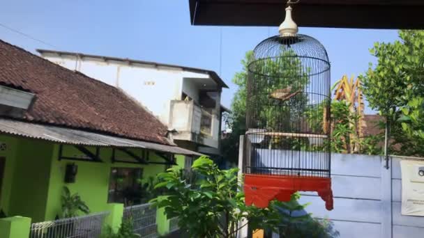 Oiseaux Dans Une Cage Suspendue Sous Toit Maison Avec Fond — Video