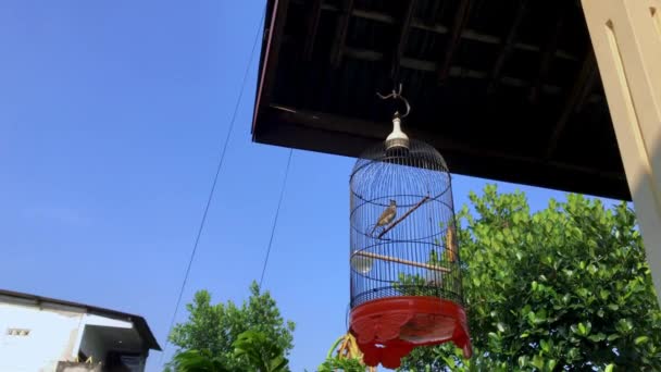 家の屋根の下に吊るされた檻の中の鳥 — ストック動画