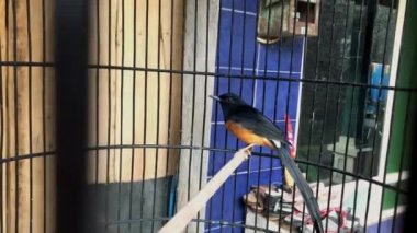 Siyah kafesteki saksağan Copsychus,