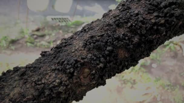 Hormigas Moviéndose Sobre Una Raíz Isla Magelang Indonesia — Vídeo de stock