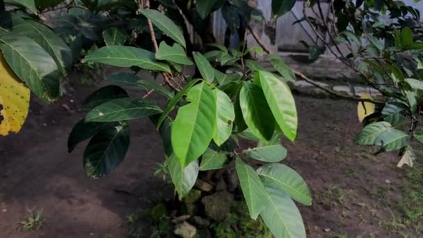 Nephelium Lappaceum Rambutan Drzewo Rano Nadchodzącym Światłem — Wideo stockowe
