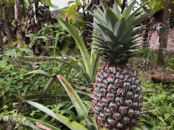 photo of pineapple fruit that is still alive and starting to ripen