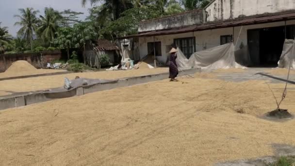 Şapkalı Kadın Pirinç Tanelerini Kurutuyor — Stok video