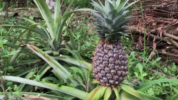 Fruta Piña Que Comenzado Madurar — Vídeo de stock