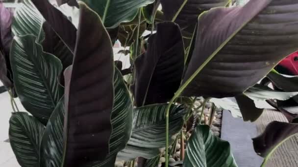 Ctenanthe Folhas Que Estão Sendo Sopradas Pelo Vento Tarde — Vídeo de Stock
