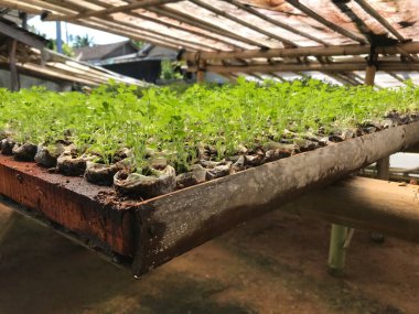 Kereviz sebze fidanlığı, çoklu çanta, ev sanayii..