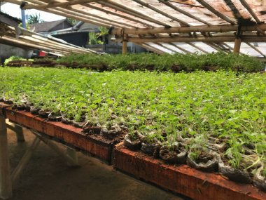 Kereviz sebze fidanlığı, çoklu çanta, ev sanayii..